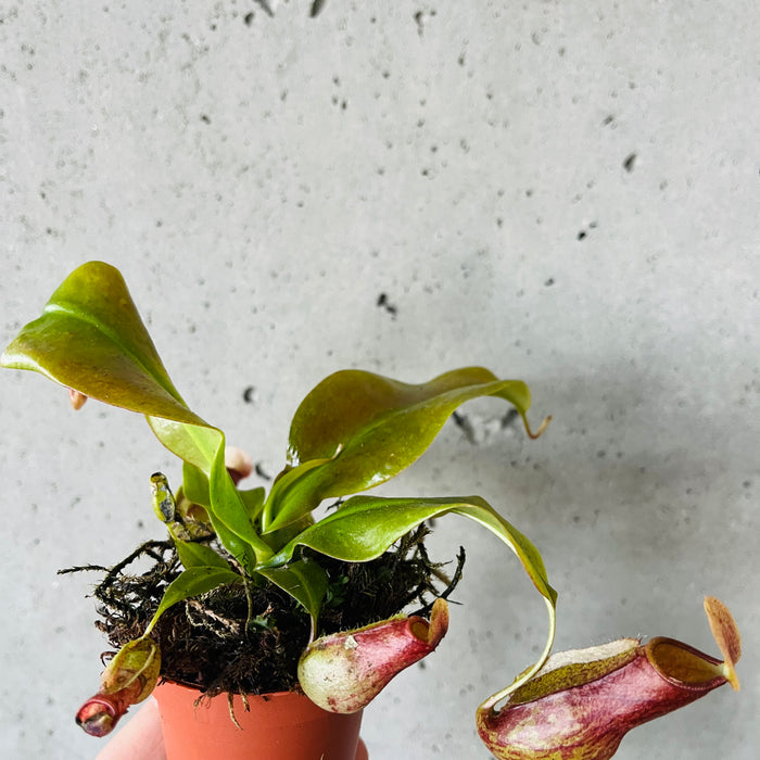 Assorted Nepenthes