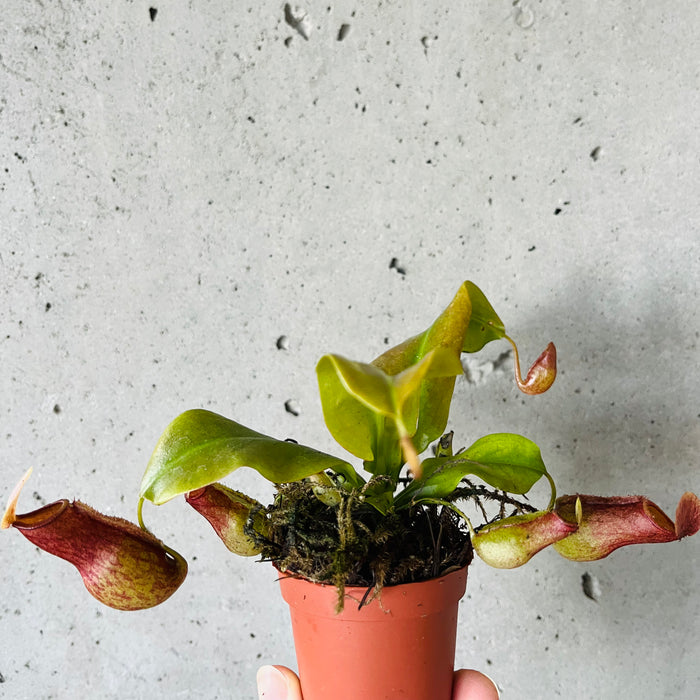 Assorted Nepenthes