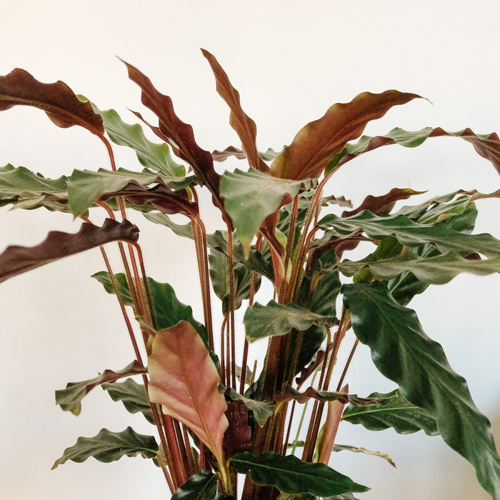 Calathea Rufibarba