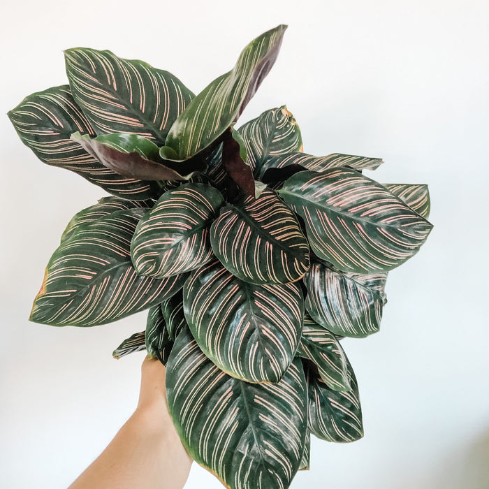 Calathea Ornata