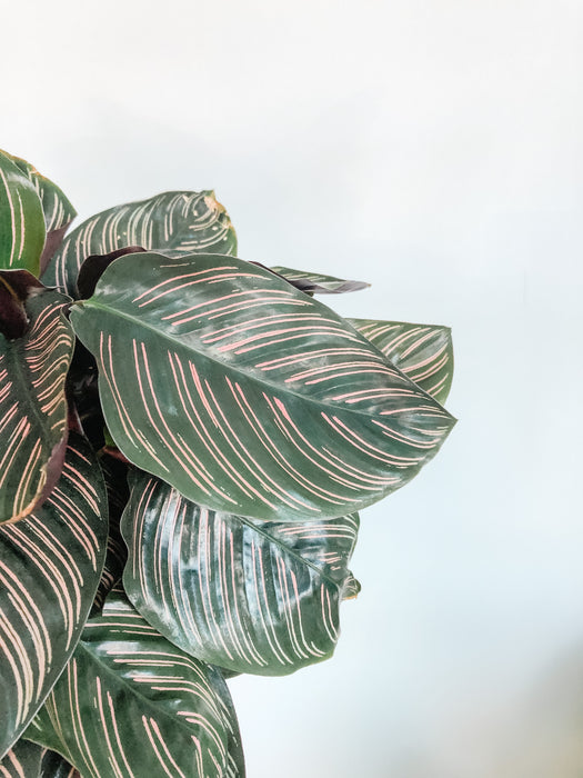 Calathea Ornata