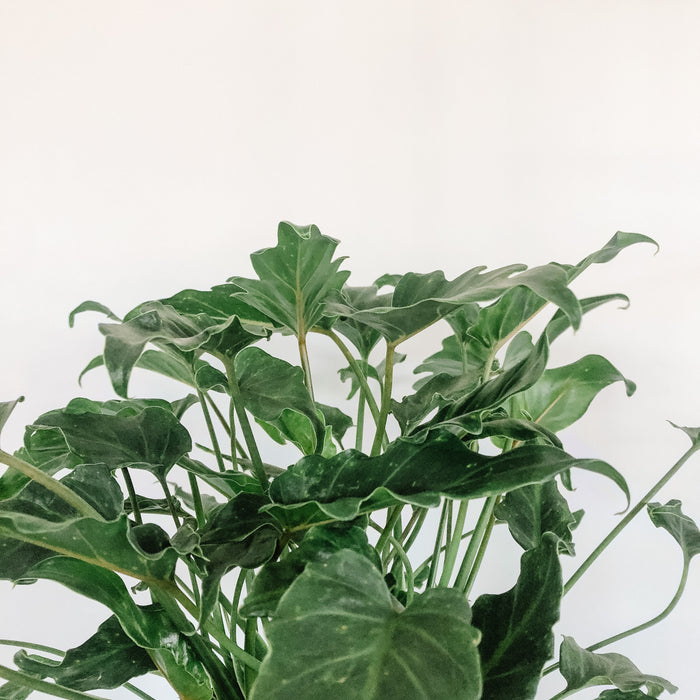 Philodendron Deja Vu