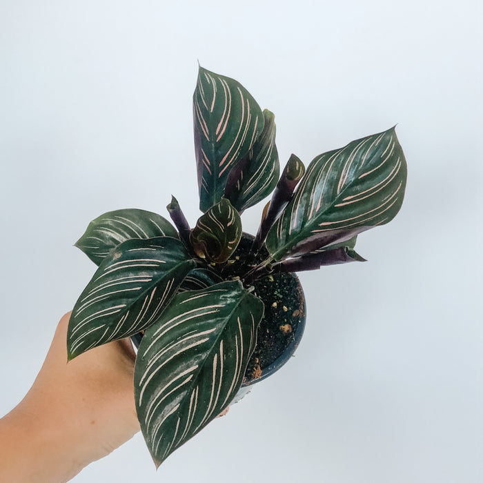 Calathea Ornata