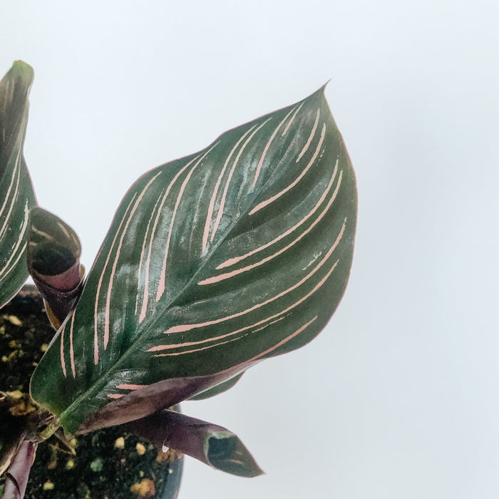 Calathea Ornata