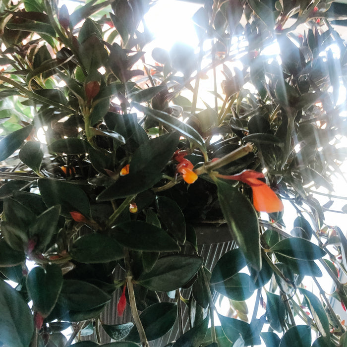 Goldfish Plant