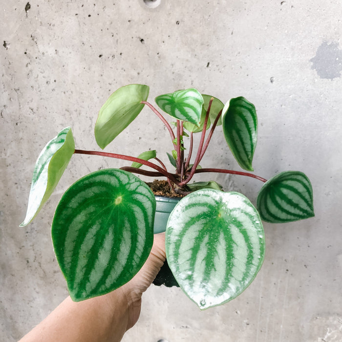 Watermelon Peperomia