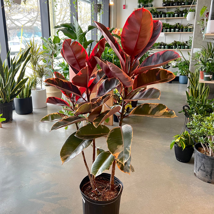 Rubber Tree 'Ruby Red'