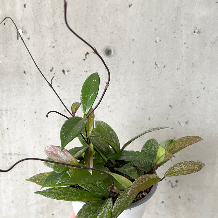 Hoya Pubicalyx