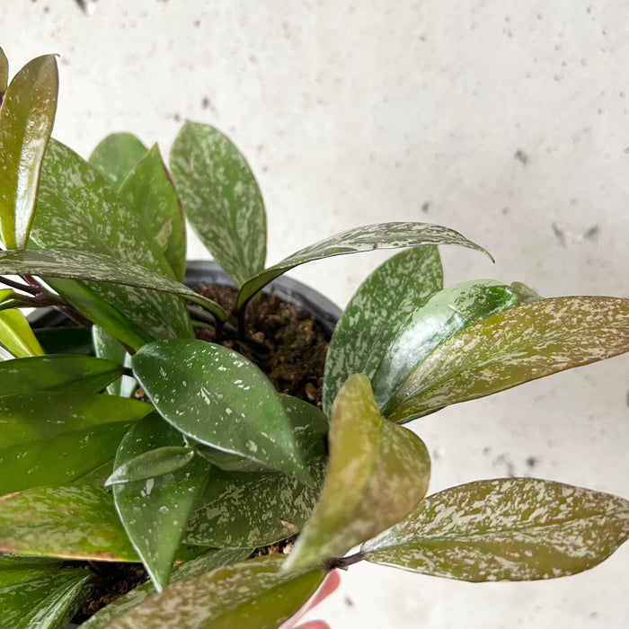 Hoya Pubicalyx