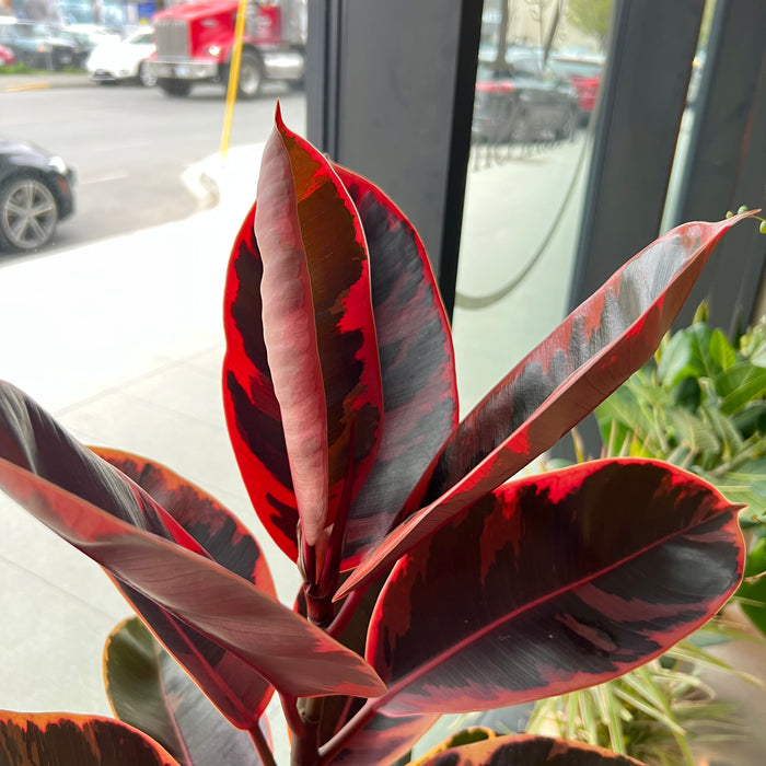 Rubber Tree 'Ruby Red'