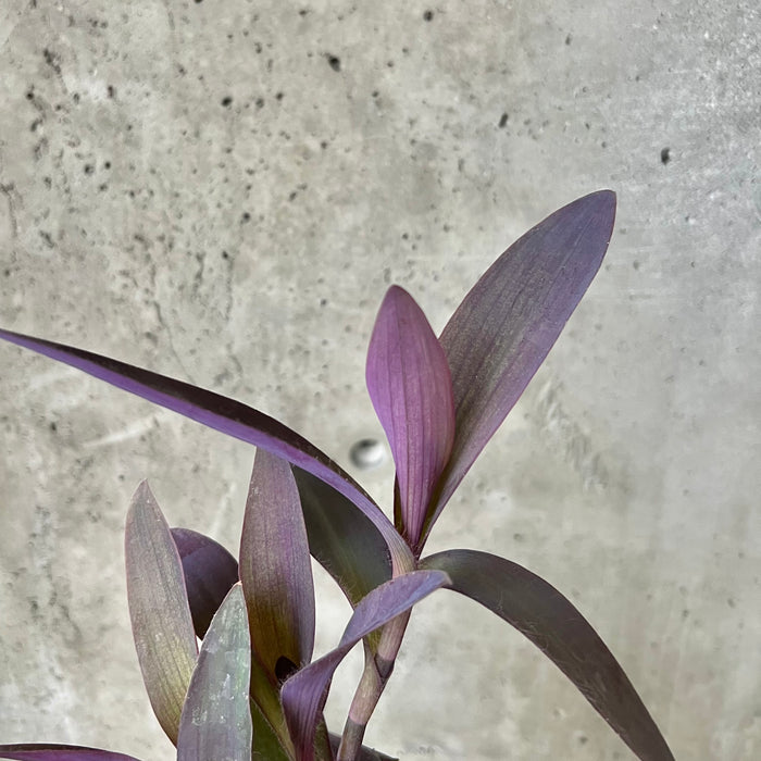 Tradescantia Pallida