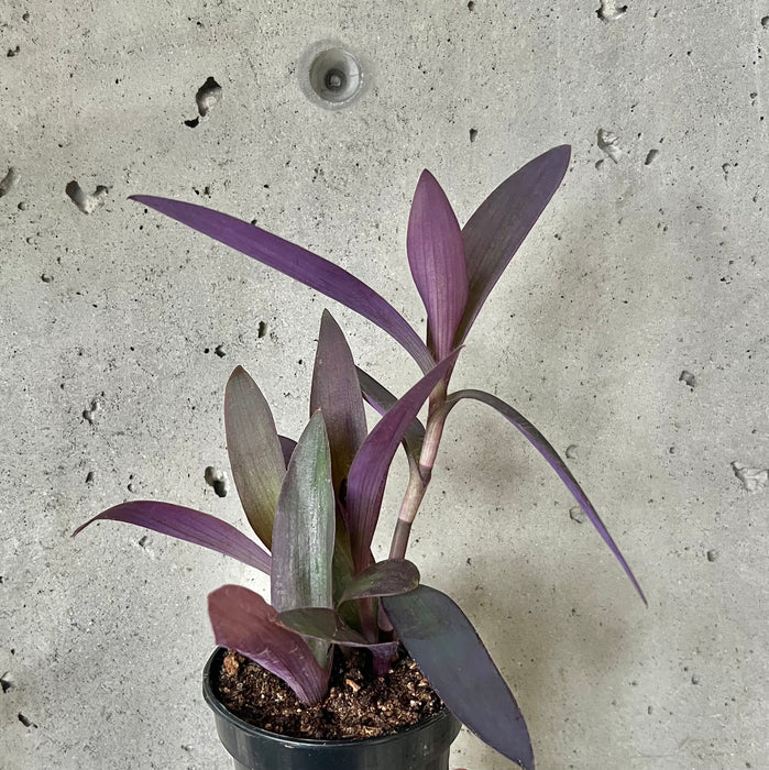 Tradescantia Pallida