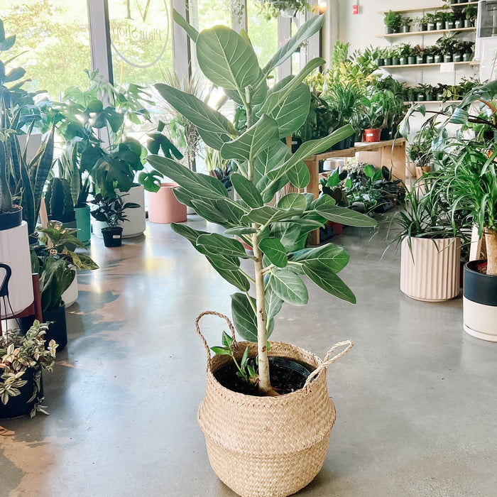 Ficus Audrey