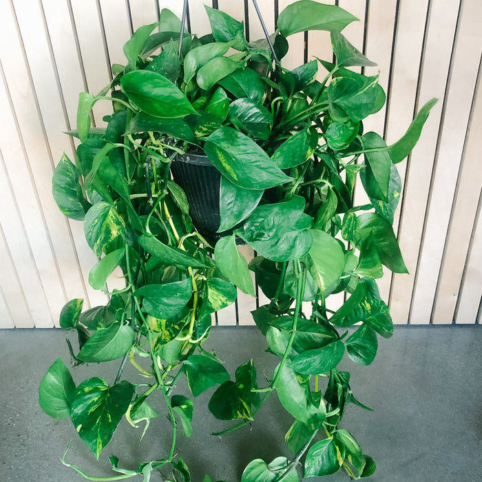 Golden Pothos