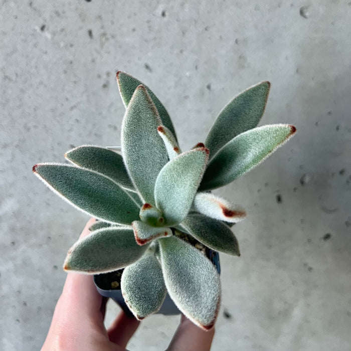 Panda Plant