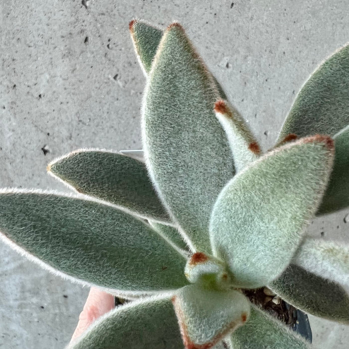 Panda Plant