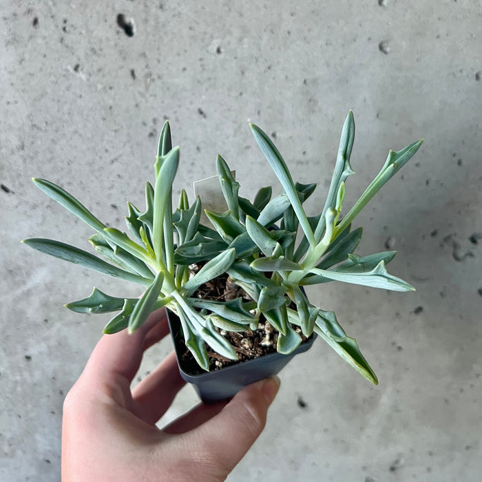 Senecio kleiniiformis