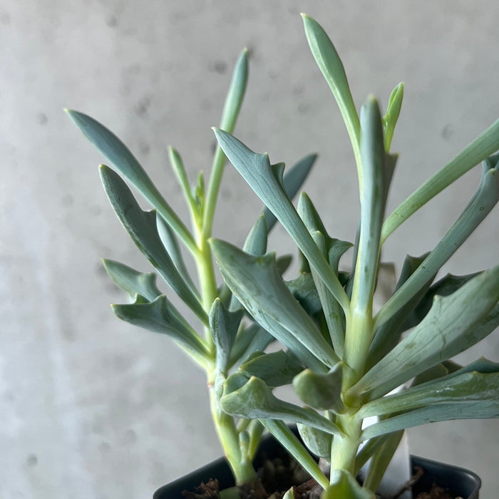 Senecio kleiniiformis