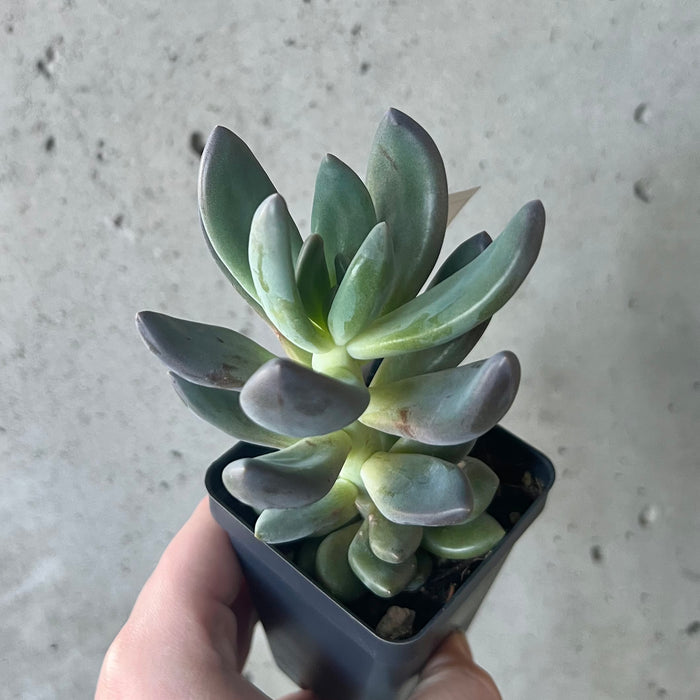 Echeveria Haagai Tolimanensis