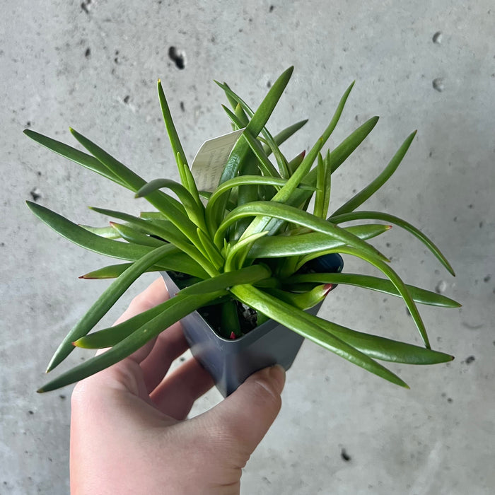 Crassula Nudicaulis