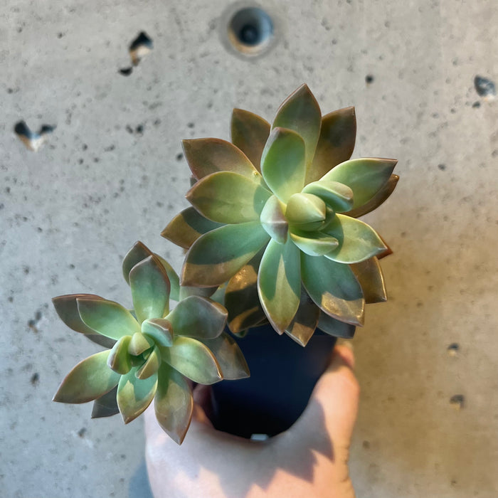 Graptosedum 'California Sunset'