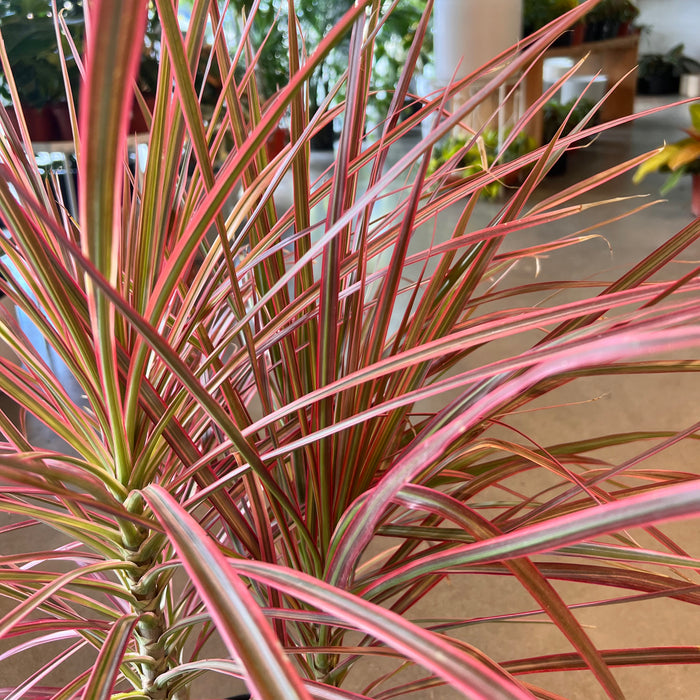 Dracaena Colorama