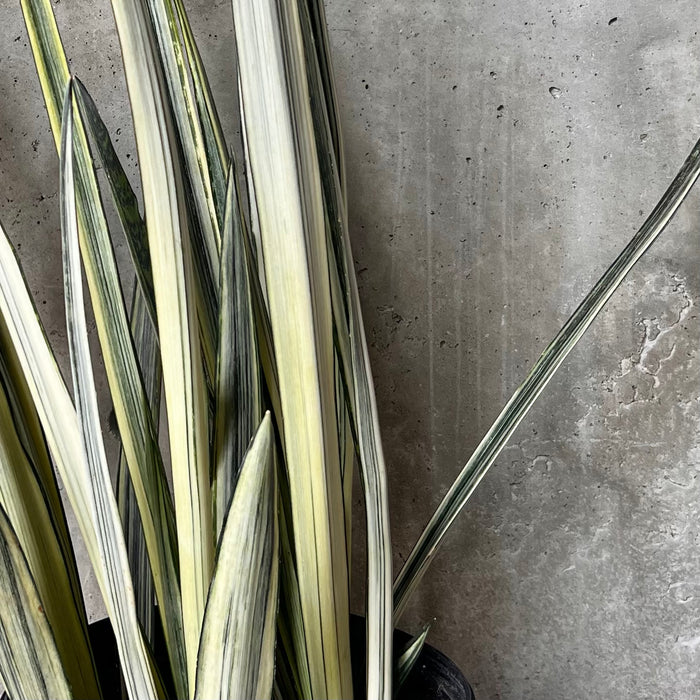 Sansevieria Bantel