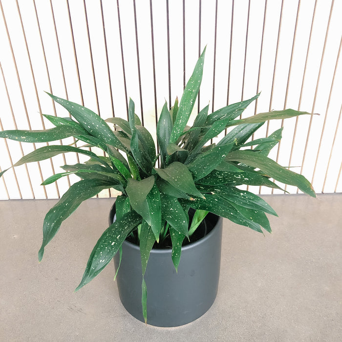 Milky Way Cast Iron Plant