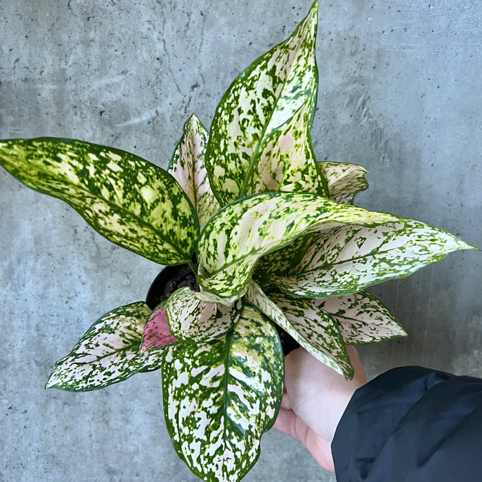 Aglaonema Pink Splash