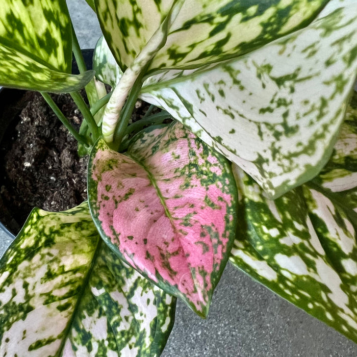 Aglaonema Pink Splash