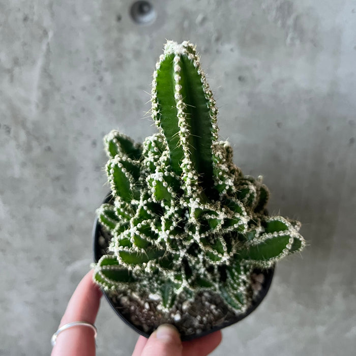 Fairy Tale Cactus