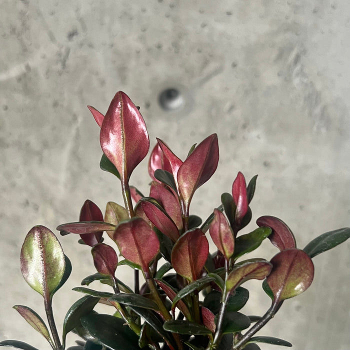 Goldfish Plant Shady Lady 'Heidi'