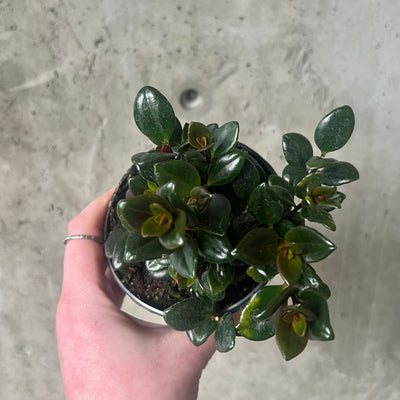 Goldfish Plant Shady Lady 'Heidi'