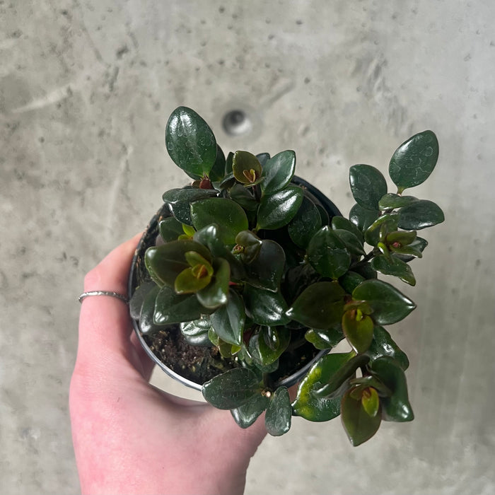 Goldfish Plant Shady Lady 'Heidi'