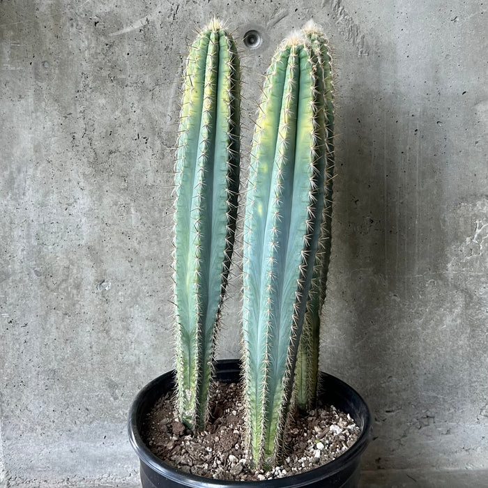 Blue Column Cactus