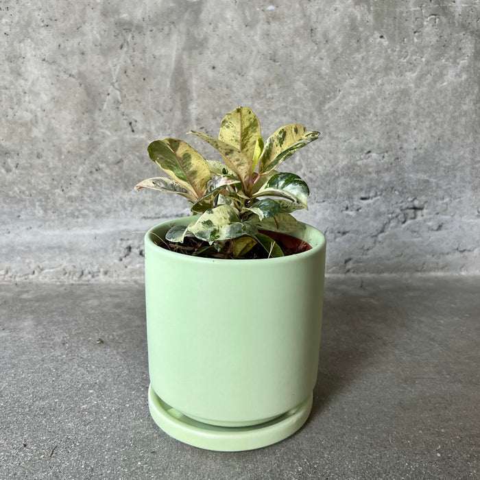 Ficus elastica 'Shivereana Moonshine'