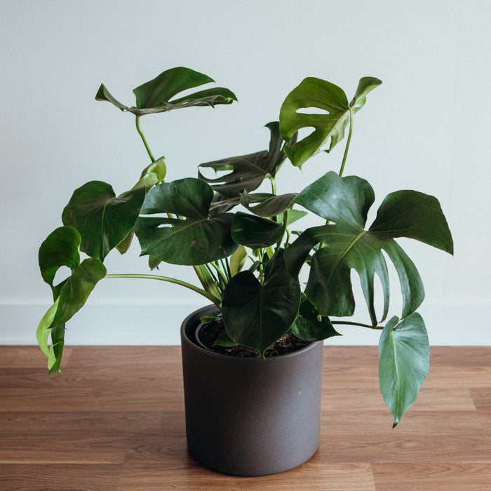 Monstera Deliciosa