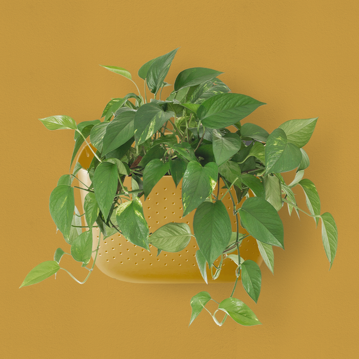 Mustard Eco Wall Planter