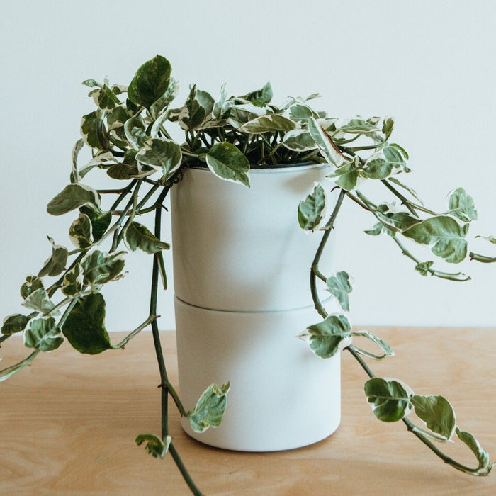 Pearls and Jade Pothos