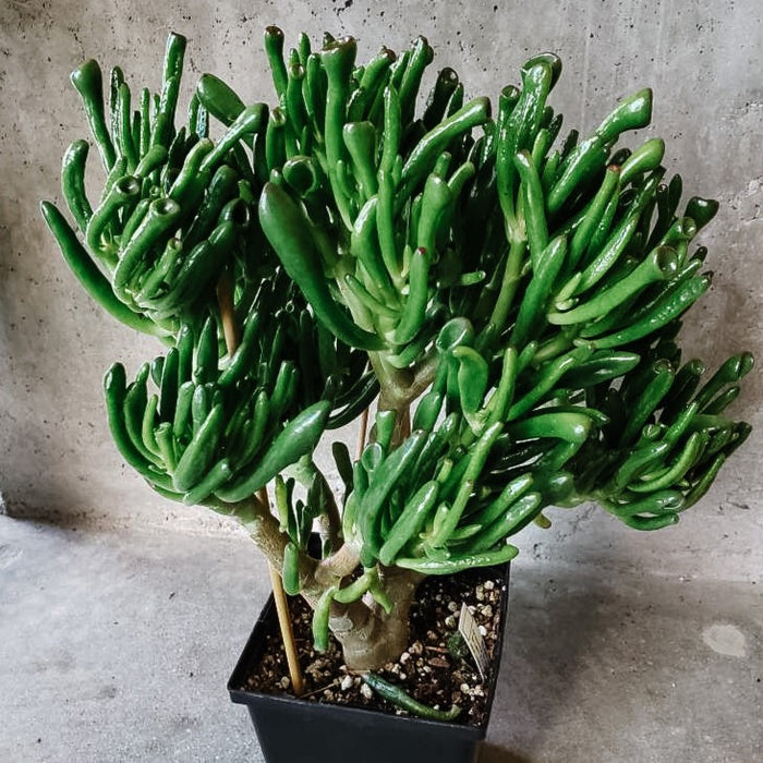 Crassula Ovata 'Gollum'