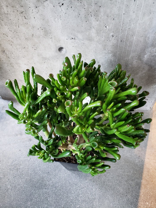Crassula Ovata 'Gollum'