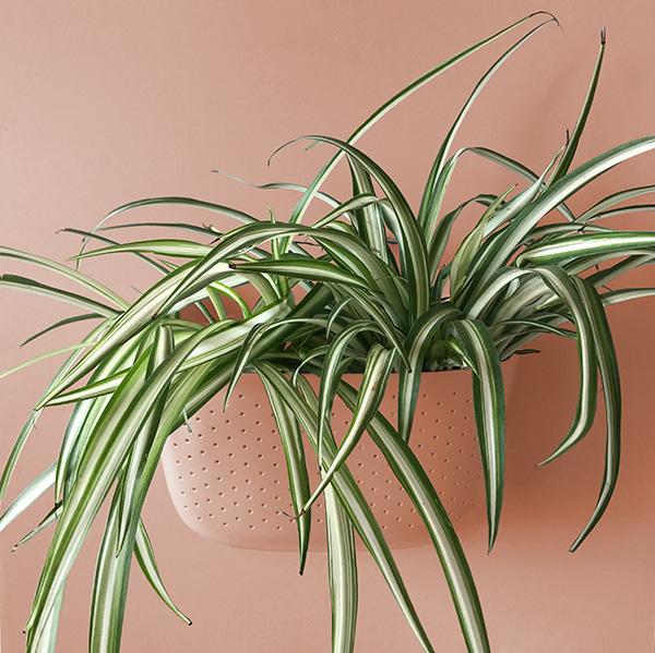 Rose Eco Wall Planter
