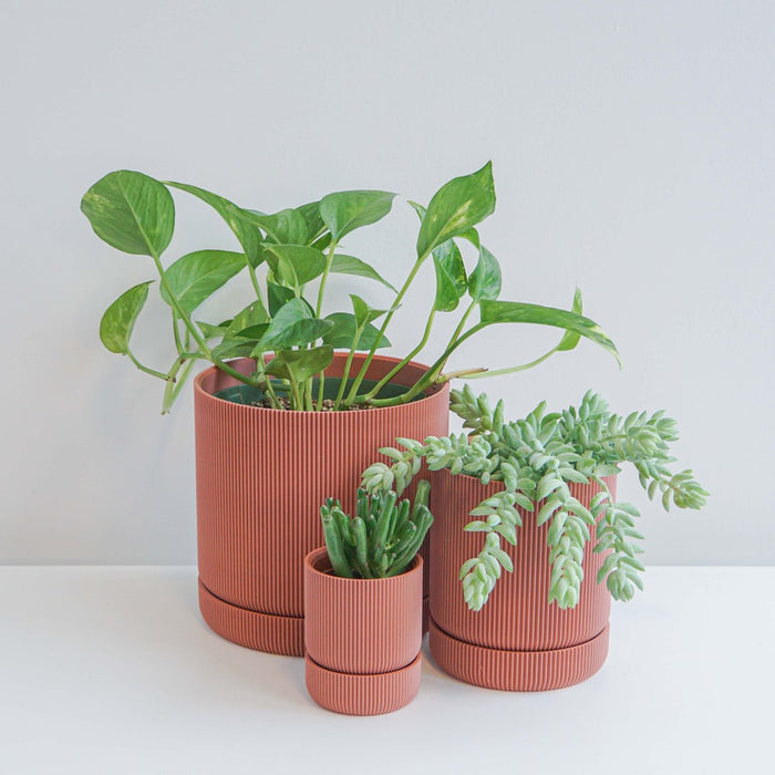 Salmon Hemlock Planter