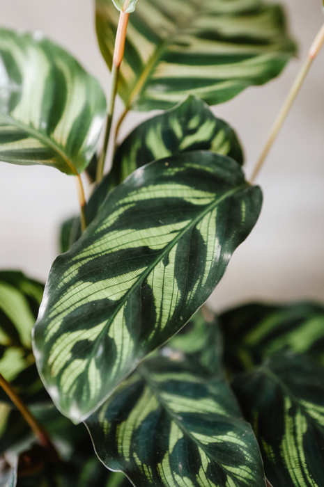 Peacock Calathea