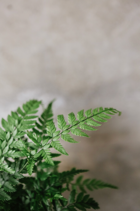 Rock Fern