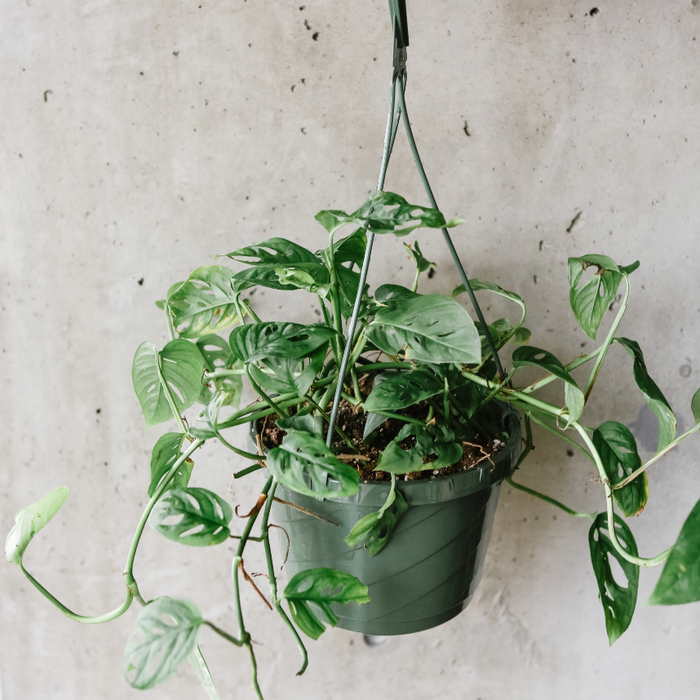 Monstera Adansonii