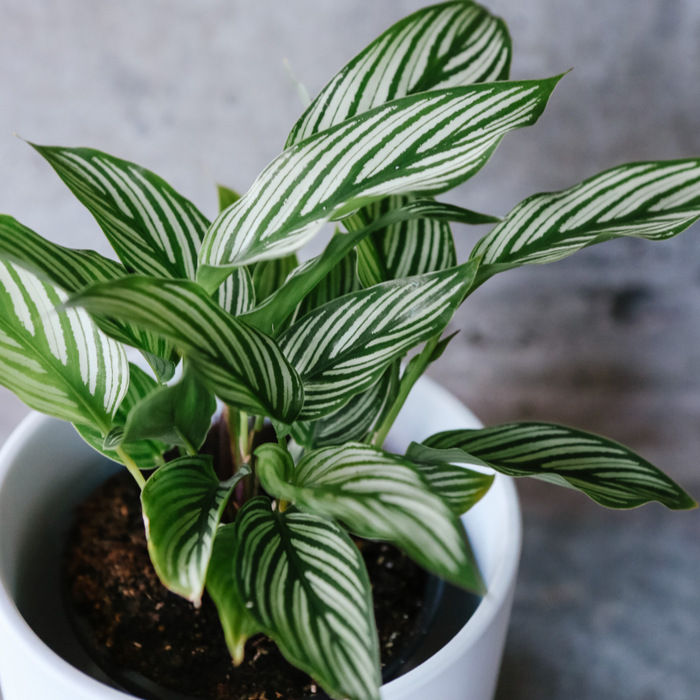 Calathea Vittata