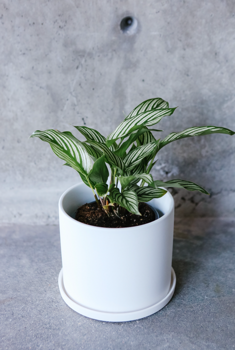 Calathea Vittata