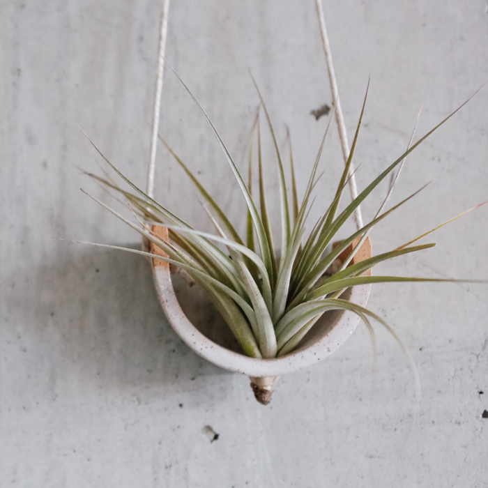 Tillandsia (assorted)