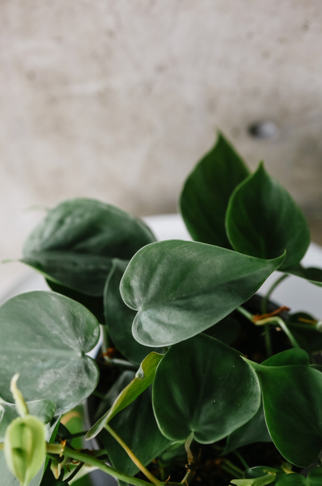 Philodendron cordatum